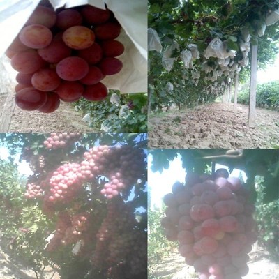 全自動無公害水果機套 HD-2007 全自動無公害水果機套 HD-2007